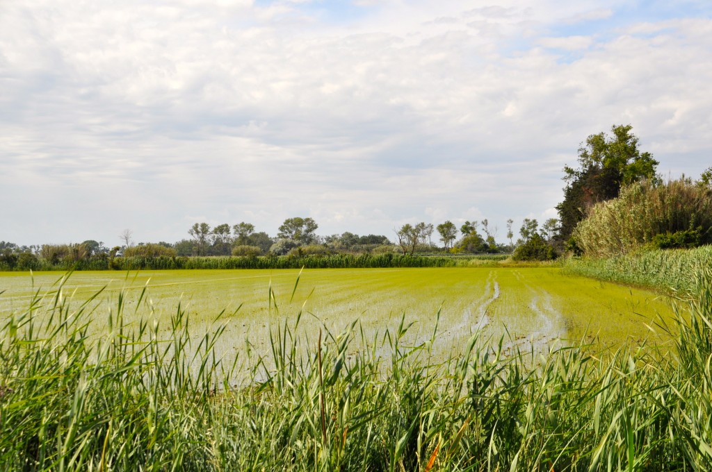 Rice paddy near Arles, France (Image © Sheron Long)