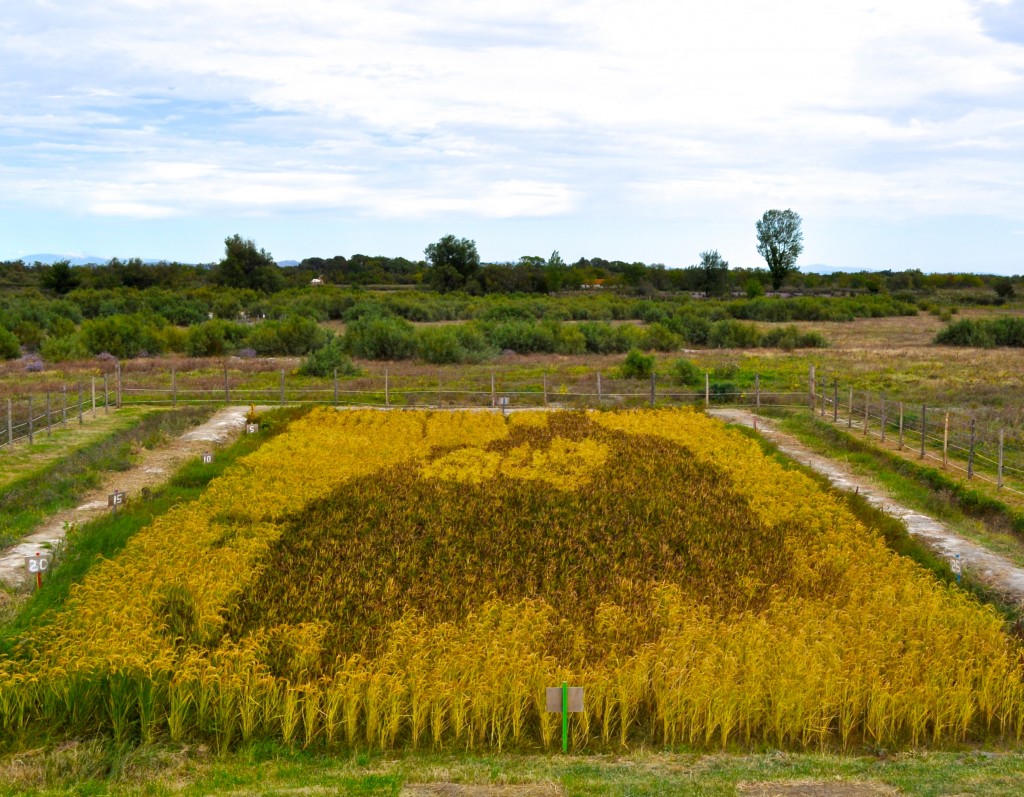 Frech tanbo art, showing creative inspiration for growing rice paddy art from seeds