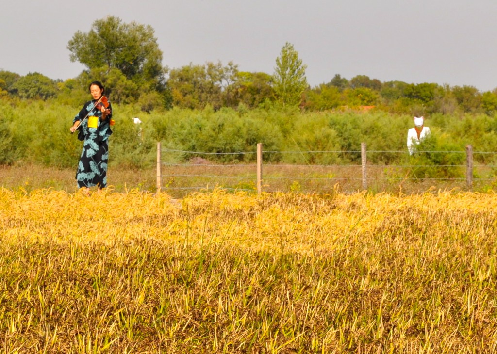 Performance at French rice paddy art, showing creative inspiration for the harvest (Image © Sheron Long)