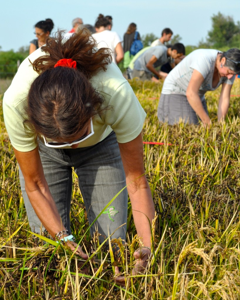 Harvesting the rice grown in rice paddy art (Image © Sheron Long)