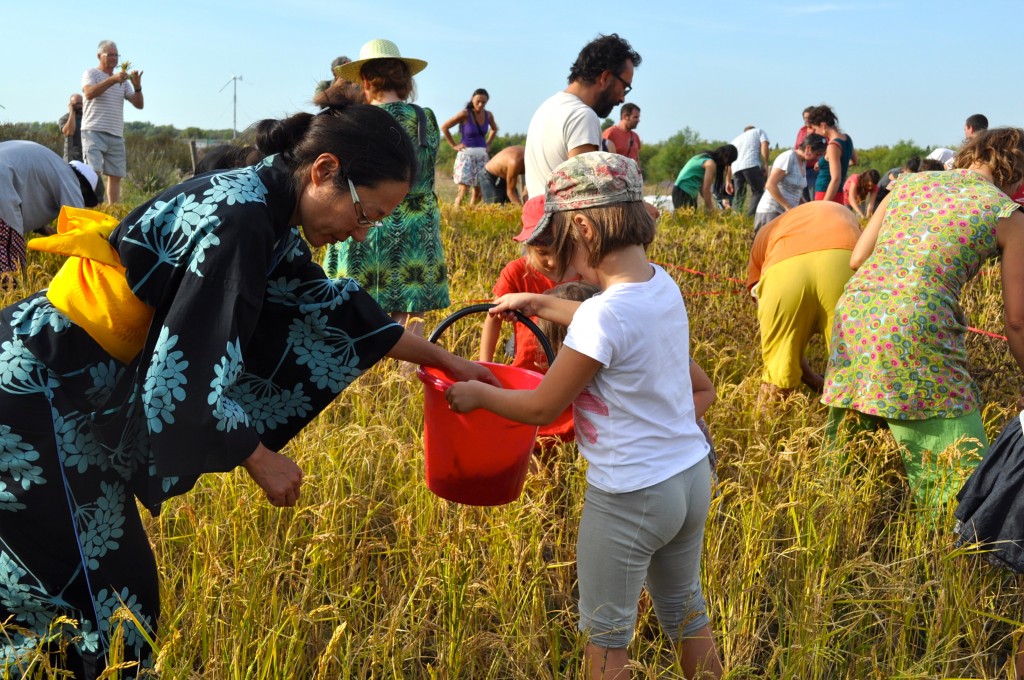 Harvesting grain grown in rice paddy art (Image © Sheron Long)