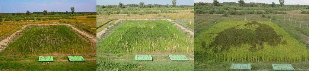 Progress of French tanbo art across the growing season, showing creative inspiration for growing rice paddy art from seeds