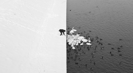 A man feeding swans in the snow, one of the exceptional photographs capturing the moment and showing how to win a photo competition (Photo © Marcin Ryczek)