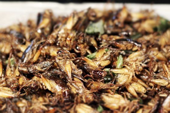 grasshoppers, showing new views on eating insects as food