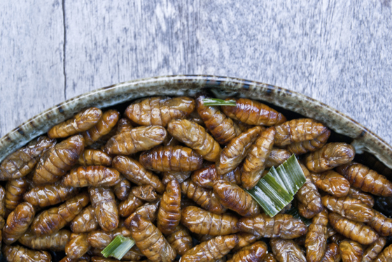 fried silk worms, illustrating new views on eating insects as food