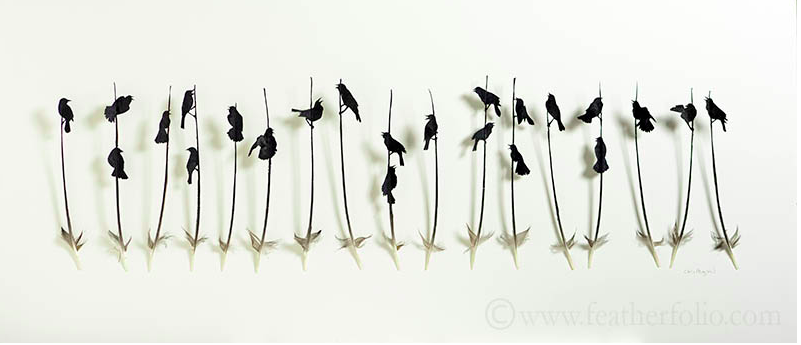 Blackbirds, by Chris Maynard, showing life's wonders in feather art (© Chris Maynard)