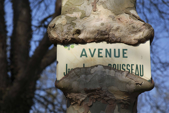 Street sign eaten by tree, artistic expression by nature (Image © Sheila Clementson)