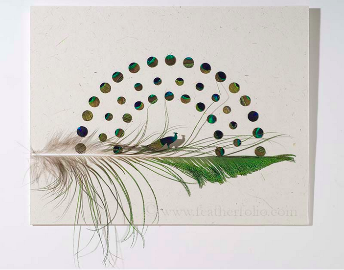 Peacock Attraction, by Chris Maynard, showing life's wonders in feather art (© Chris Maynard)