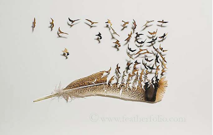 Where Feathers Come From, tby Chris Maynard, showing life's wonders in feather art (© Chris Maynard)