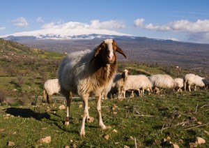 Sheep grazing in Sicily, part of the island's cultural heritage