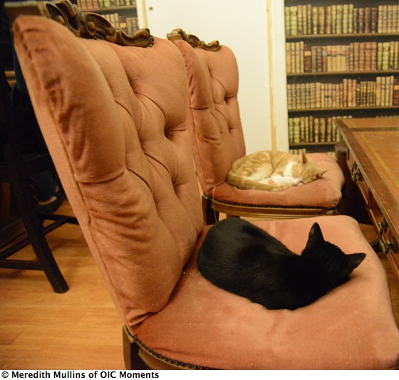 Two cats sleeping on chairs, living a happier life at The Cat Café in Paris (Photo © Meredith Mullins)