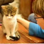 The Cat Café: A Purrfect Paris Place to Pause