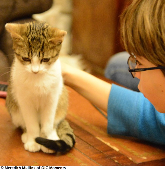 Boy in blue shirt patting cat: Living a Happier Life at the Cat Cafe in Paris (Photo © Meredith Mullins)