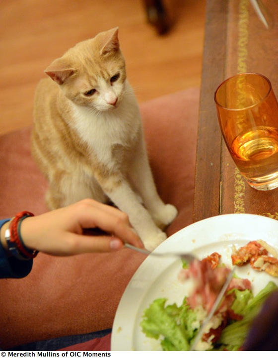 Cat looks at lunch, living a happier life at the Cat Café in Paris (Photo © Meredith Mullins)