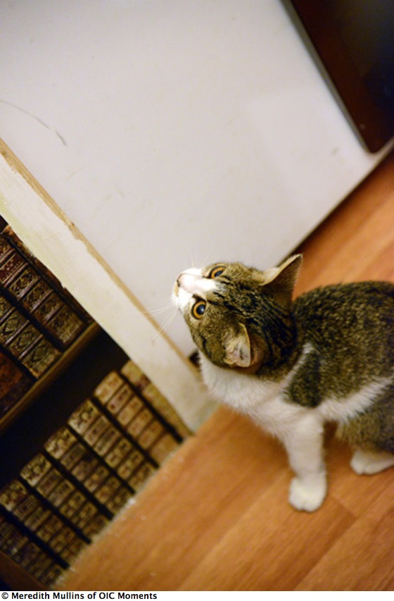 Cat looks up at books, living a happier life at the Cat Café in Paris (Photo © Meredith Mullins)