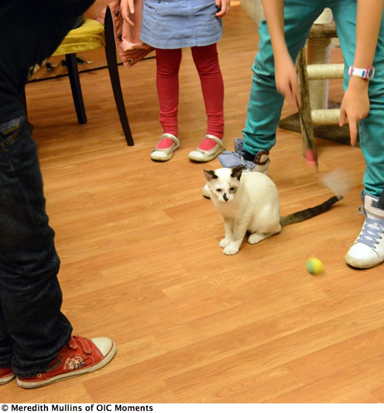 Children playing with white cat, living a happier life at the Cat Café in Paris (Photo © Meredith Mullins)