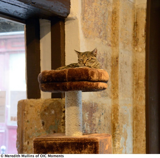 Cat in a perch bed, living a happier life at the Cat Café in Paris (Photo © Meredith Mullins)
