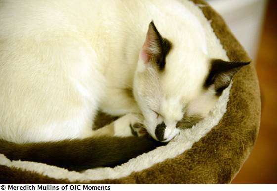 white cat in basket, living a happier life at the Paris Cat Café (Photo © Meredith Mullins)