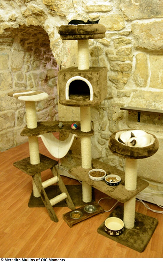 A cat housing unit, living a happier life in the Paris Cat Café (Photo © Meredith Mullins)