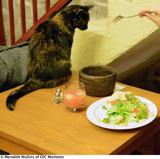 Black cat on table, living a happier life in the Paris Cat Café (Photo © Meredith Mullins)