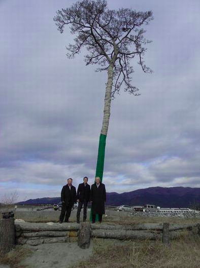 Solitary pine tree, symbol for tsunami violins, illustrating cross-cultural contributions on the path to healing (Image by Takata Matsubara)