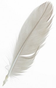 Swan feather, symbolizing gift giving with sincerity and respect in Chinese tradition. Image © Lendy 16 / iStock.