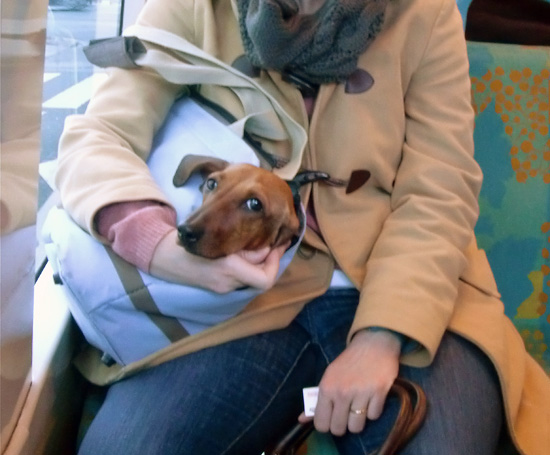 dachshund on a bus, showing life lessons and memorable moments from Paris in the 2013 year in review (Photo © Meredith Mullins)