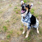 From Smart Dogs: 10 Lessons for a Happy Life
