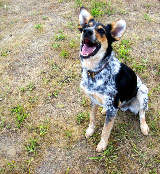 Dog laughing, illustrating how learning life lessons from dogs can lead to a happy life. (Image © Dezi Greig)