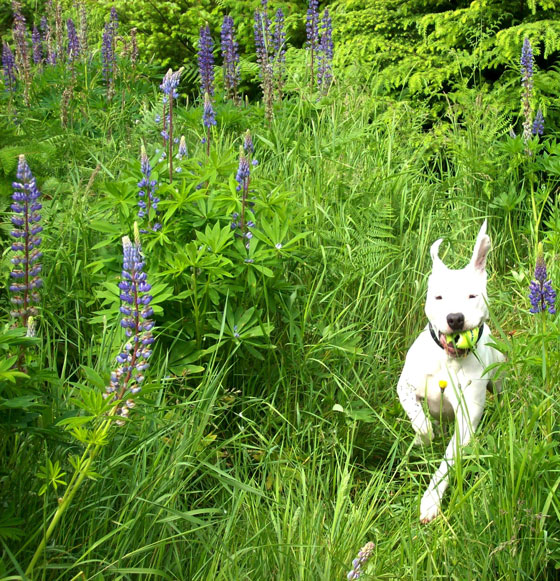 Dog running enthusiastically through a field, illustrating life lessons from dogs on doing what makes you happy in life. (Image © Dezi Greig)