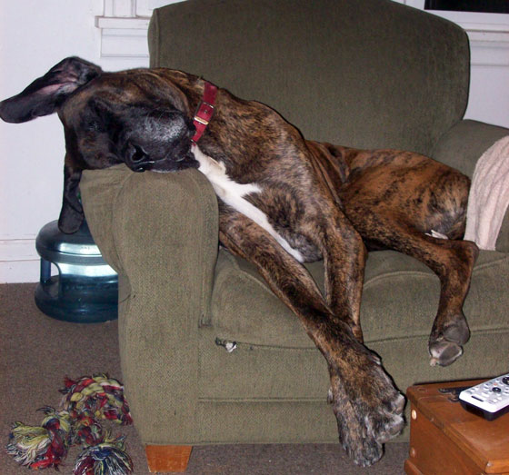 Large dog asleep in chair, illustrating life lessons from dogs on doing what makes you happy in life. (Image © Dezi Greig)