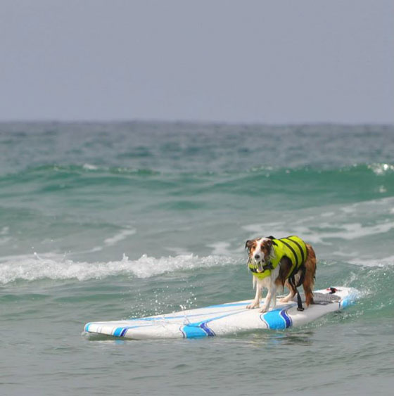 Surfer dog, illustrating life lessons from dogs on learning new tricks to make a happy life. (Image © Agi Cortez)