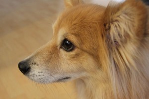 Dog in profile with gleam in his eye, life lessons from dogs on pursuing adventure to make a happy life. (Image © Rudy Martinez)