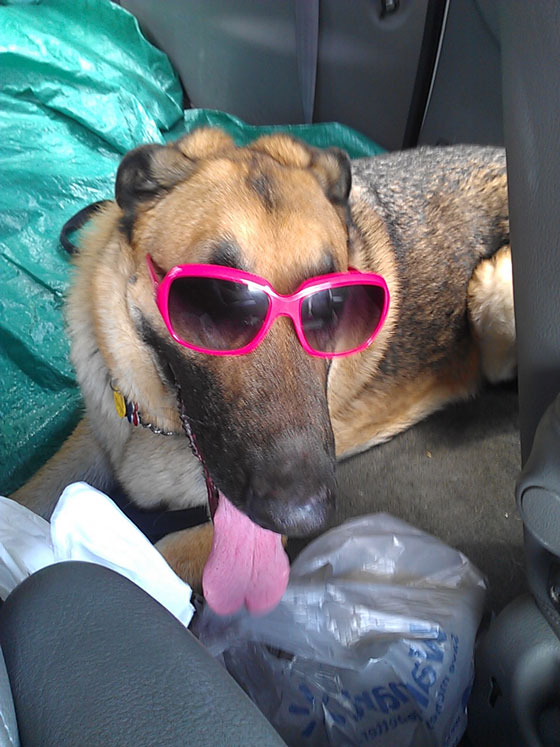 Dog in sunglasses, illustrating life lessons from dogs on being yourself to make a happy life. (Image © Terina Stewart)