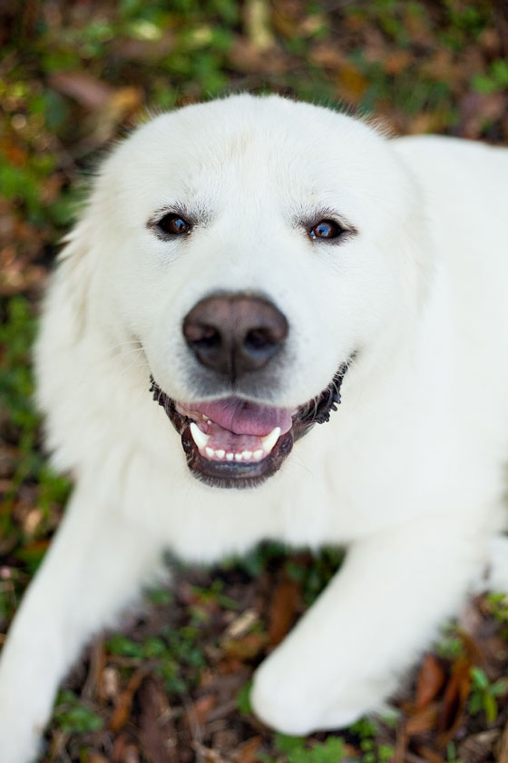 White dog with a smile, illustrating life lessons from dogs on how unconditional love leads to a happy life. (Image © Kirsten Brand)