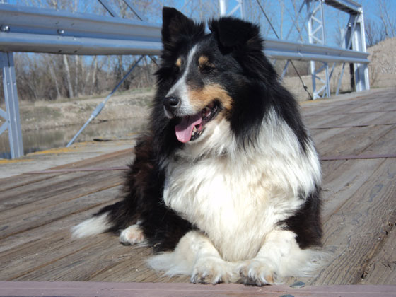 Smiling dog, illustrating life lessons from dogs on appreciating life. (Image © Alishia Rea)