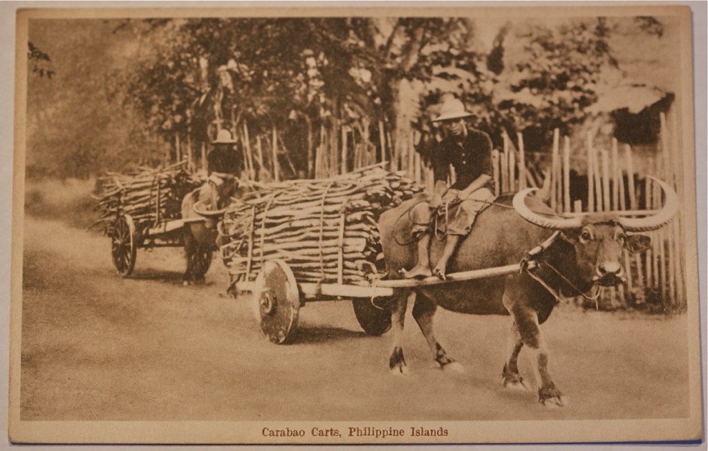 Vintage postcard, showing a water buffalo pulling a cart in the Philippines, at an ephemera collectors fair. (Photo of postcard © Erick Paraiso)