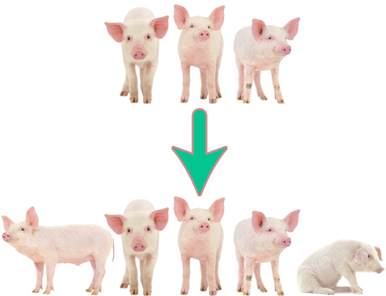 Three piglets lead to five piglets, forming a mnemonic device that's a useful life hack to help you remember the upper east side streets in Manhattan.