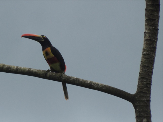 Fiery-billed aracari, with its long red beak, inspiring birders to live life to the fullest with the bird-a-day challenge (Photo © Mark Catesby)