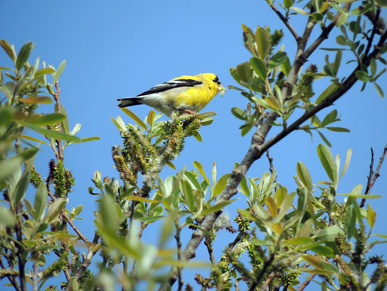 Yellow bird, the American Goldfinch, inspiring birders to live life to the fullest with the bird-a-day challenge (Photo © Mark Catesby)