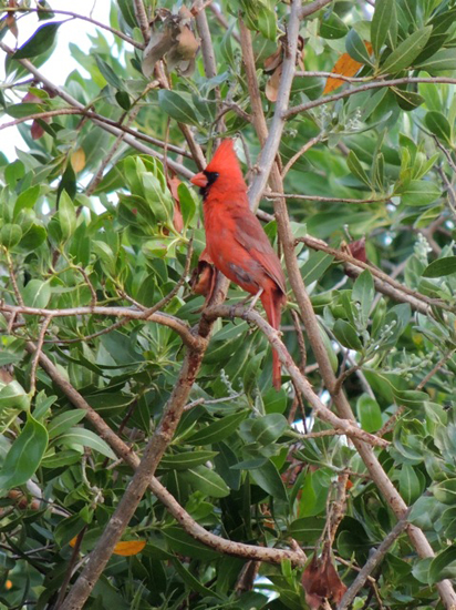 A red cardinal inspires birders to live life to the fullest with the bird-a-day challenge (Photo © Mark Catesby)