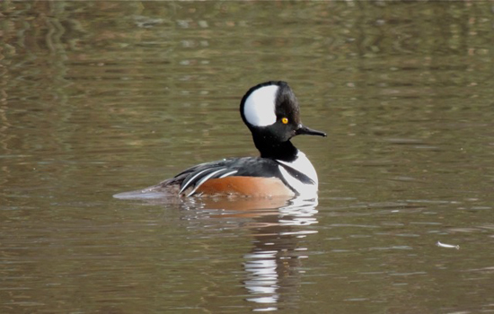 The hooded merganser, a bird that inspires birders to live life to the fullest as they participate in the bird-a-day challenge (Photo © Mark Catesby)