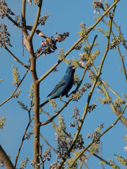 blue bird in a tree, the indigo bunting, a reason for birders to live life to the fullest with the bird-a-day challenge (© Mark Catesby)