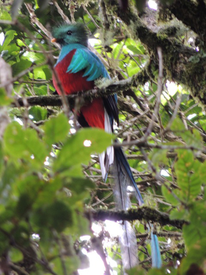 Colorful resplendent quetzal, inspiring birders to live life to the fullest with the bird-a-day challenge (Photo © Mark Catesby)