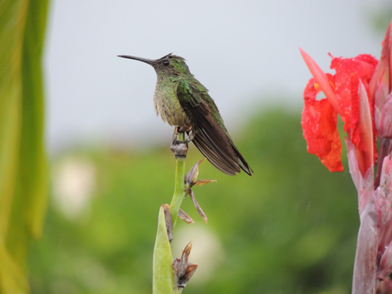 The violet-headed hummingbird, inspiring birders to live life to the fullest with the bird-a-day challenge (Photo © Mark Catesby)