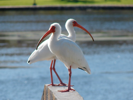 A white ibis, with long bill, inspiring birders to live life to the fullest with the bird-a-day challenge (© Mark Catesby)