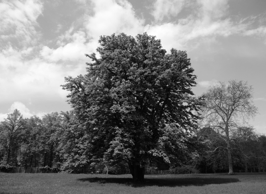 black and white landscape, showing that lack of color is a challenge for creative expression (Photo © Meredith Mullins)