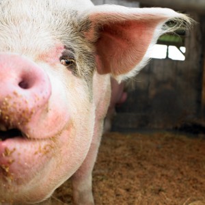 A pig's ear, reflecting animal sayings that vary in different cultures and languages. (Image © Morgan David de Lossy / iStock)