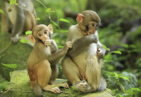 Regal monkeys, reflecting an animal symbol that varies in different cultures and languages. (© fatchoi / iStock)