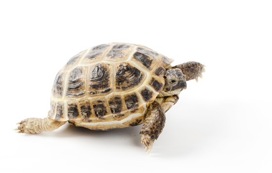 Turtle moving slowly, reflecting an animal symbol that varies in different cultures and languages. (© nwhaa / iStock)